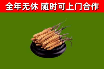 师宗县烟酒回收冬虫夏草.jpg